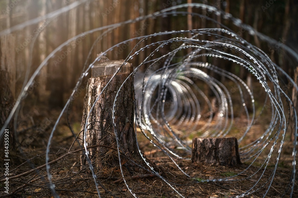 .Border wire fence trough pine forest. protecting the state's border from illegal migration and russian invasion. defending and regaining occupied territory .