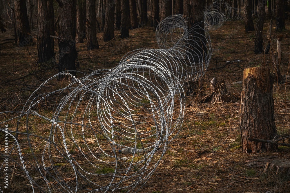 .Border wire fence trough pine forest. protecting the state's border from illegal migration and russian invasion. defending and regaining occupied territory .