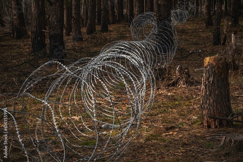 Obraz na płótnie .Border wire fence trough pine forest. protecting the state's border from illegal migration and russian invasion. defending and regaining occupied territory . w salonie