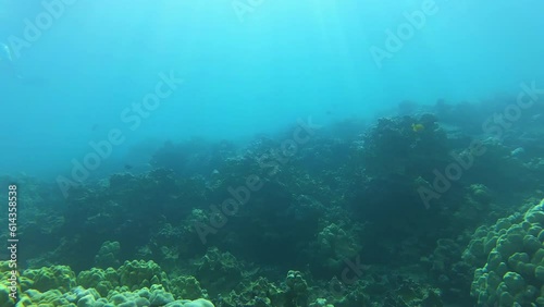 Wallpaper Mural Big Island snorkeling tour at a coral reef with fishes during summer time Torontodigital.ca