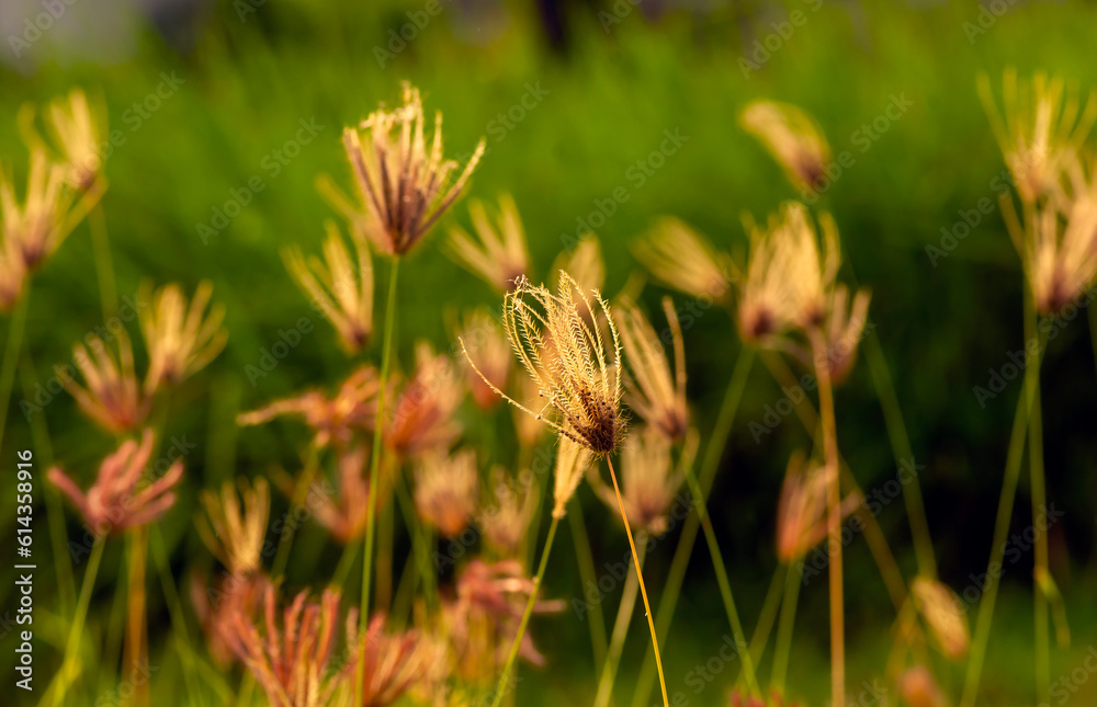 Chloris virgata, feather fingergrass, feathery Rhodes-grass, selected focus, for natural background and wallapaper