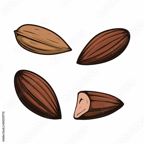 almonds vector drawing set