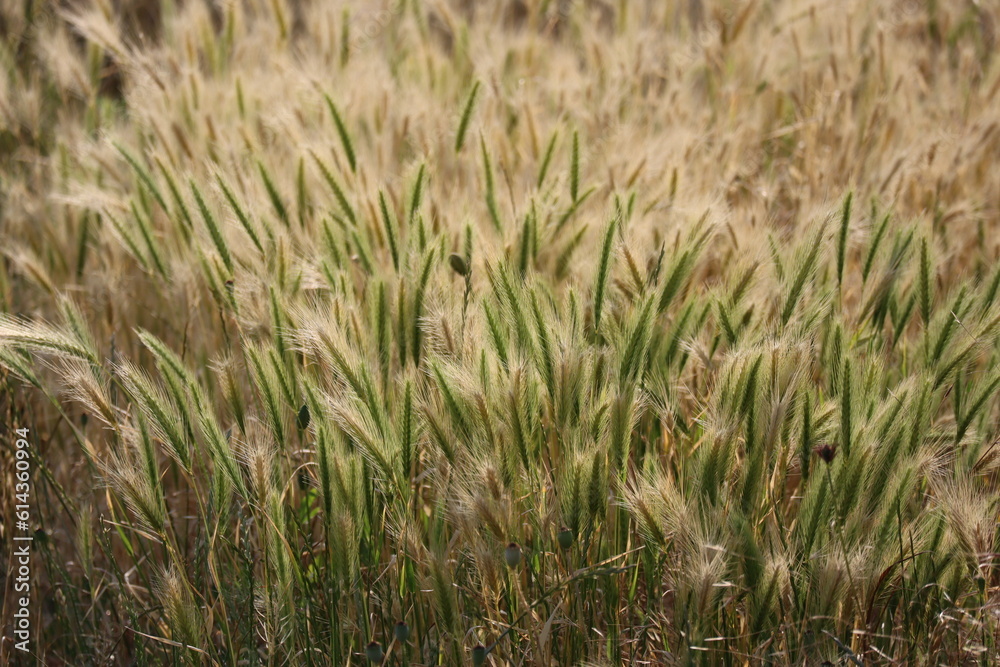 green Mouse barley