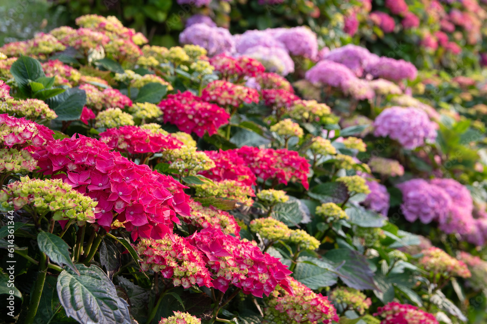 Obraz premium Magnifiques hortensias du Trégor en Bretagne - France