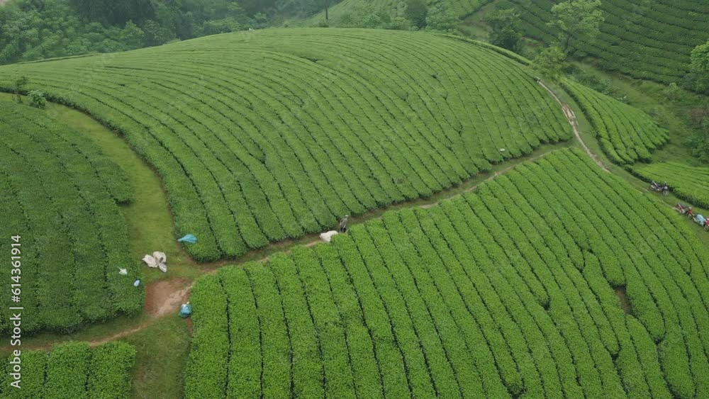 Aerial top view of green fresh tea or strawberry farm, agricultural plant fields with mountain hills in Asia. Rural area. Farm pattern texture. Nature landscape background, Long Coc, Vietnam. Aerial top view of green fresh tea or strawberry farm, agricultural plant fields with mountain hills in Asia. Rural area. Farm pattern texture. Nature landscape background, Long Coc, Vietnam.