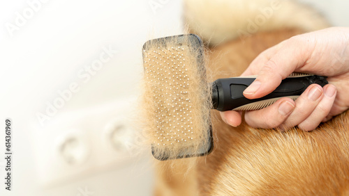 combing the hair of a dog of the Shiba Inu breed