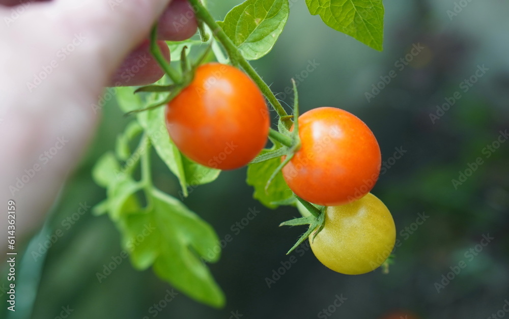 a farmer's hand holds a branch with red cherry tomatoes in a greenhouse in summer on a garden plot