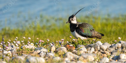 Vanneau huppé (Vanellus vanellus - Northern Lapwing)