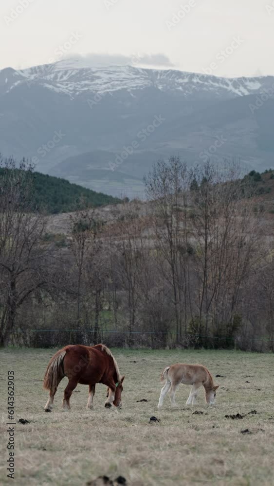 Horses grazing in pasture at beautiful mountain countryside landscape - Mother mare and baby foal eating grass - vertical video Horses grazing in pasture at beautiful mountain countryside landscape - Mother mare and baby foal eating grass - vertical video