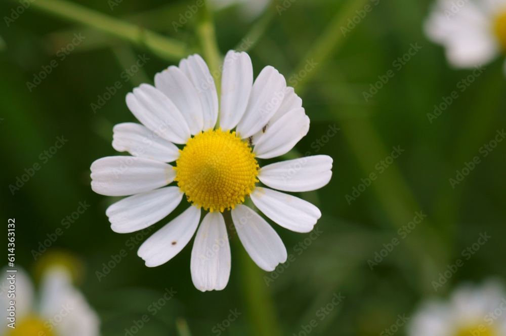 White flowering chamomile. Beautiful wildflowers. Medicinal packaging. White flowering chamomile. Beautiful wildflowers. Medicinal packaging.
