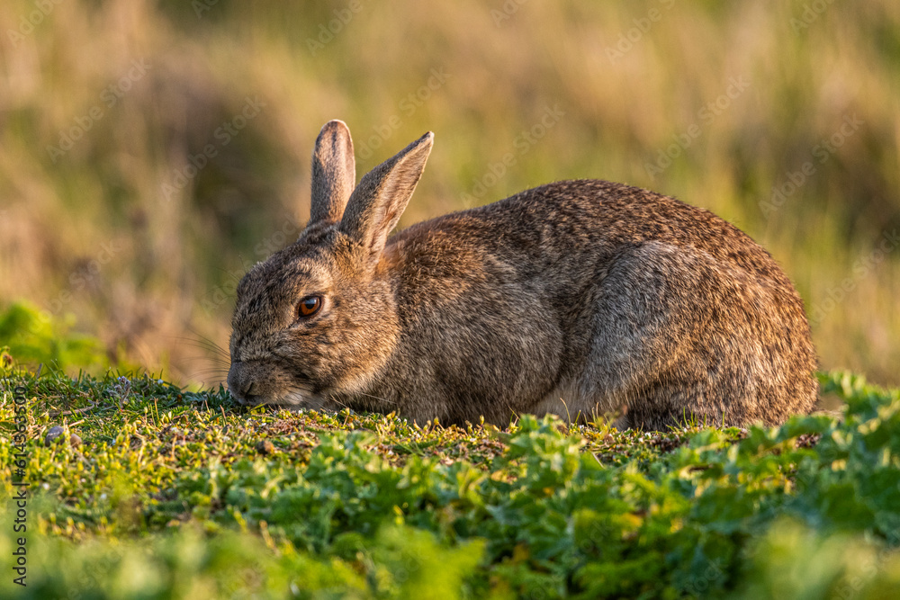 Fototapeta premium Lapin de garenne ou Lapin commun (Oryctolagus cuniculus)