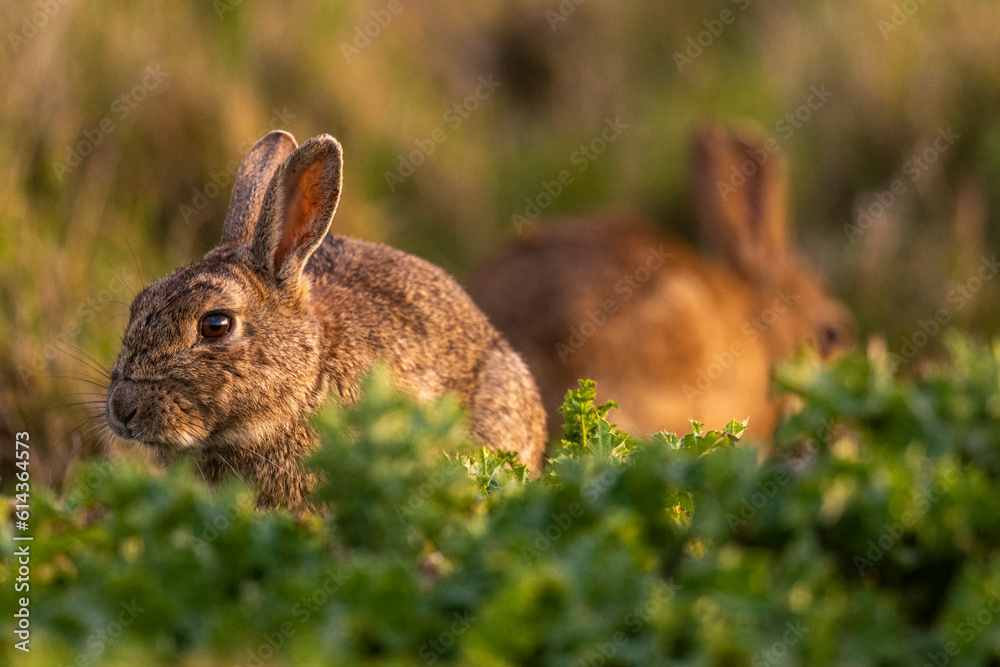 Fototapeta premium Lapin de garenne ou Lapin commun (Oryctolagus cuniculus)