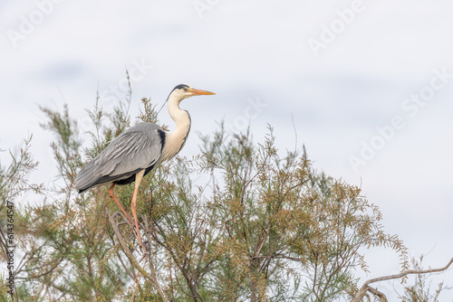 Grey heron (Ardea cinerea) perched in a nesting colony.