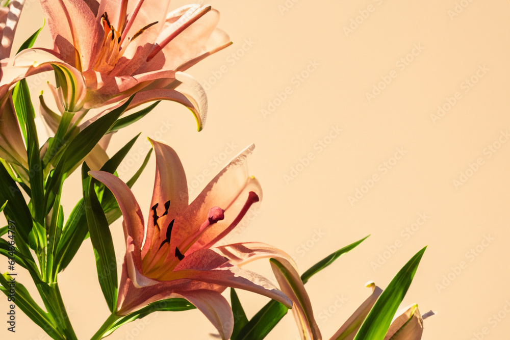 Solar lilies on a plain beige background. Contrasting shadows, summer photo. Generative AI Solar lilies on a plain beige background. Contrasting shadows, summer photo. Generative AI