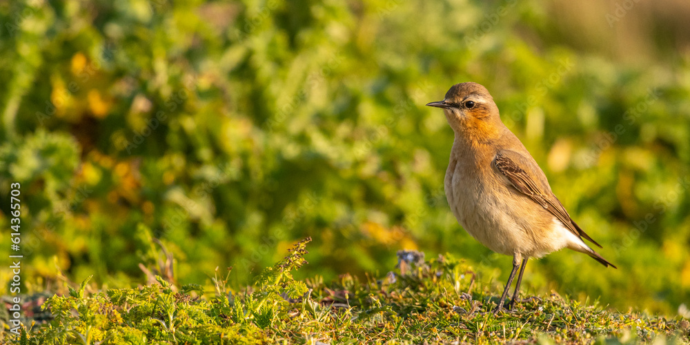 Traquet motteux (Oenanthe oenanthe - Northern Wheatear) Traquet motteux (Oenanthe oenanthe - Northern Wheatear)