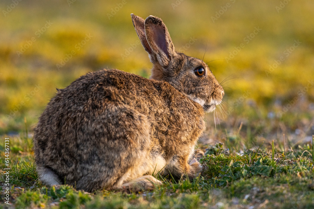 Fototapeta premium Lapin de garenne ou Lapin commun (Oryctolagus cuniculus)