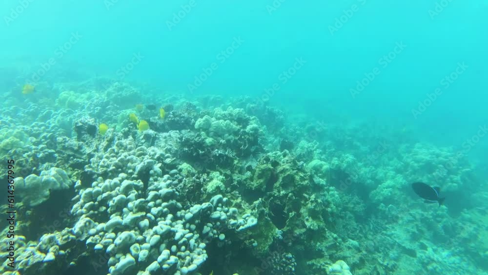 Big Island snorkeling tour at a coral reef with fishes during summer time Big Island snorkeling tour at a coral reef with fishes during summer time