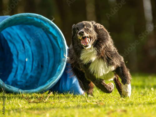 Fast Border Collie dog is running through an agility tunnel. Training for a sports competition