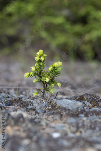 Young pine tree growing on the ground,