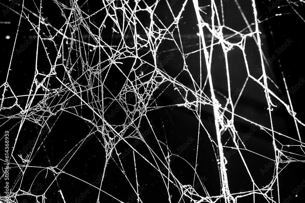 spider web,on a dark background, abstraction spider web,on a dark background, abstraction