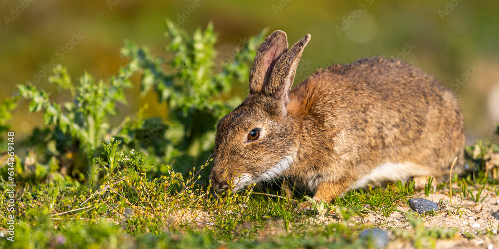 Fototapeta premium Lapin de garenne ou Lapin commun (Oryctolagus cuniculus)