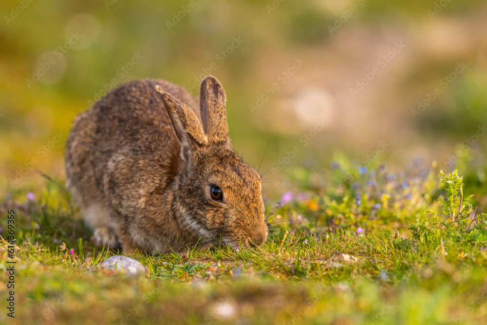 Lapin de garenne ou Lapin commun (Oryctolagus cuniculus) Lapin de garenne ou Lapin commun (Oryctolagus cuniculus)