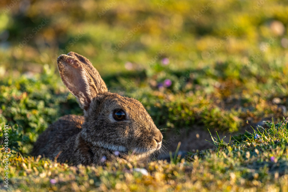 Fototapeta premium Lapin de garenne ou Lapin commun (Oryctolagus cuniculus)