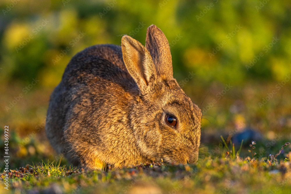 Fototapeta premium Lapin de garenne ou Lapin commun (Oryctolagus cuniculus)