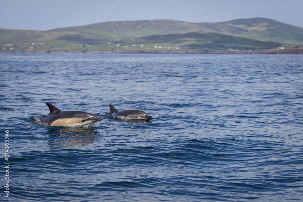 Fototapeta premium two dolphins swimming in the water