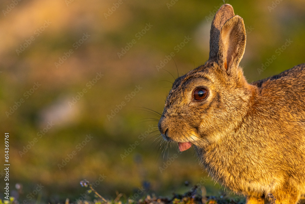 Fototapeta premium Lapin de garenne ou Lapin commun (Oryctolagus cuniculus)