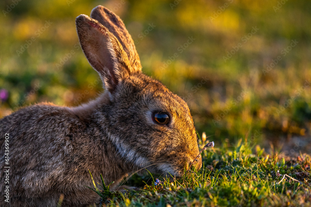Fototapeta premium Lapin de garenne ou Lapin commun (Oryctolagus cuniculus)