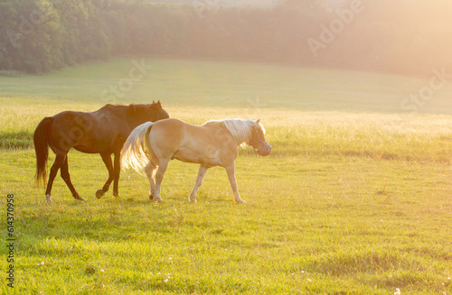 Two horses trotting on a meadow at the sunset