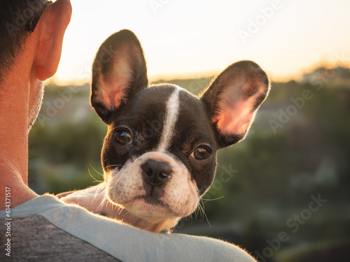 Fototapeta Naklejka Na Ścianę i Meble -  Cute puppy lies on a man's shoulder. Clear, sunny day. Close-up, outdoors. Day light. Concept of care, education, obedience training and raising pets