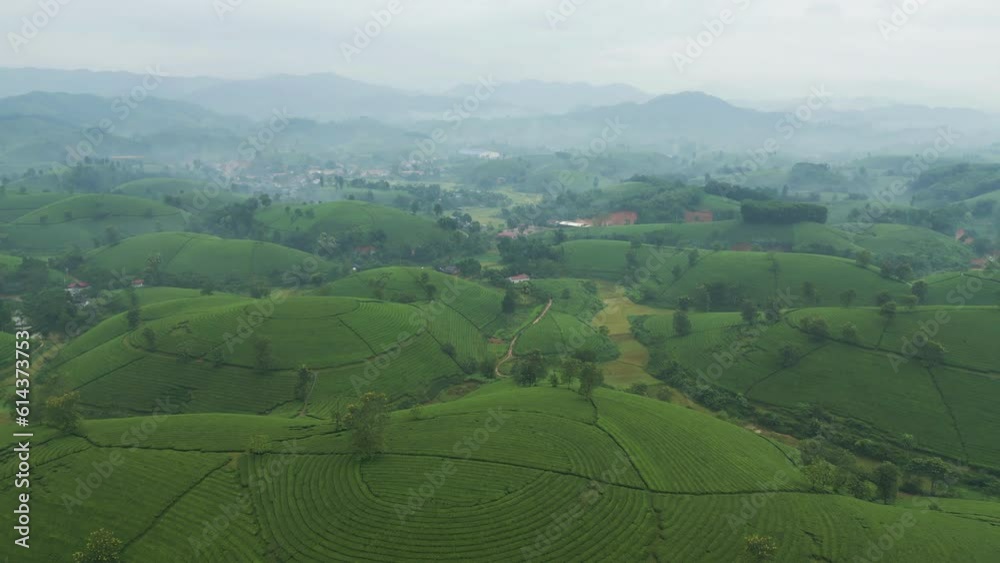 Aerial top view of green fresh tea or strawberry farm, agricultural plant fields with mountain hills in Asia. Rural area. Farm pattern texture. Nature landscape background, Long Coc, Vietnam. Aerial top view of green fresh tea or strawberry farm, agricultural plant fields with mountain hills in Asia. Rural area. Farm pattern texture. Nature landscape background, Long Coc, Vietnam.