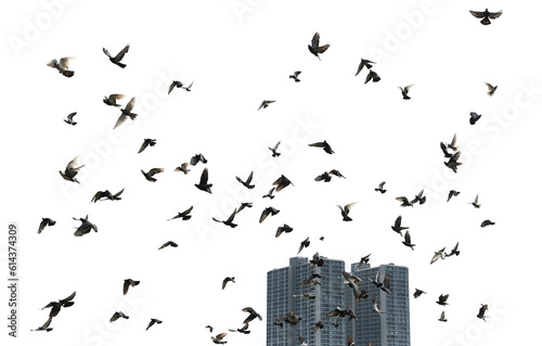 Silhouettes of pigeons in flight isolated on transparent background.  PNG File 