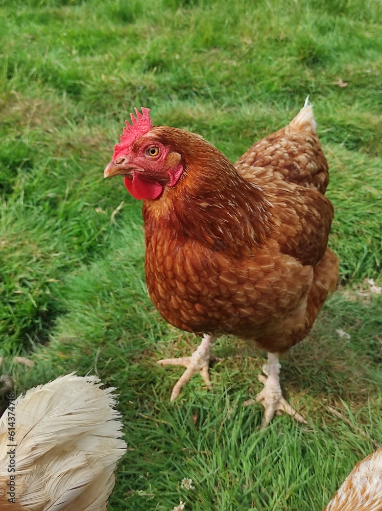 Fototapeta premium Poule