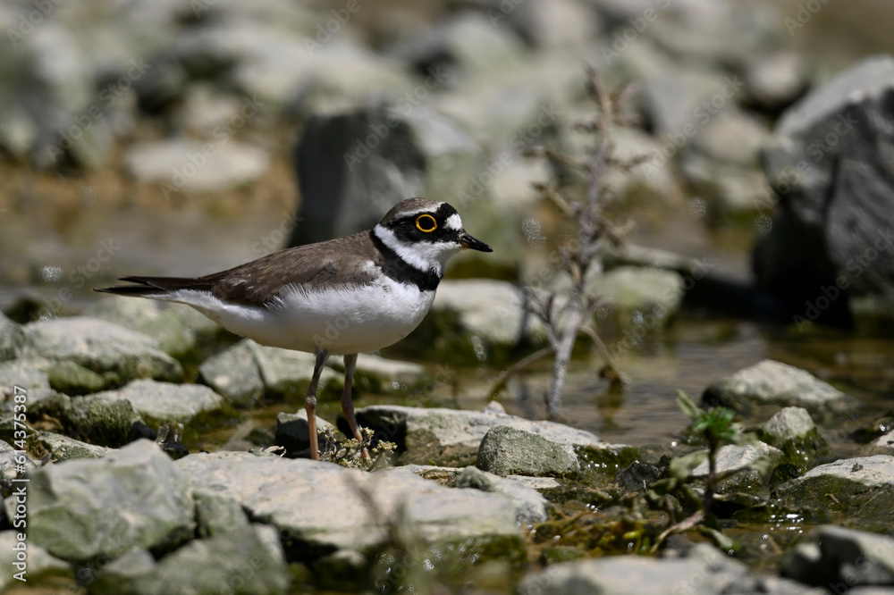 Flussregenpfeifer // Little ringed plover (Charadrius dubius) Flussregenpfeifer // Little ringed plover (Charadrius dubius)