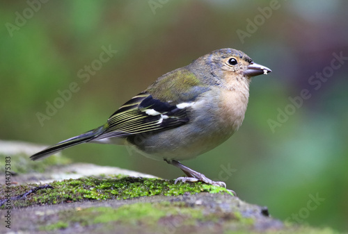 Close up of Madeiran chaffinch - Fringilla coelebs maderensis - sitting on the ground with colourful background on Madeira island photo