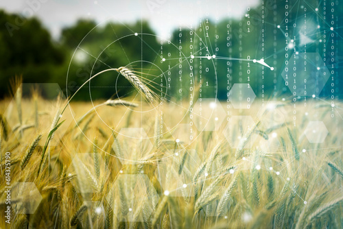 Agricultural technologies on the farm. Wheat field with holographic data and technology. Agricultural development, cultivation modernization concept.