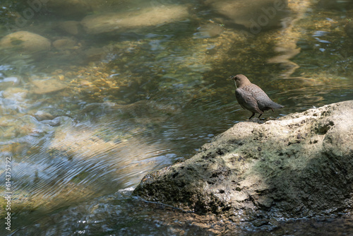 .Le cincle plongeur photo