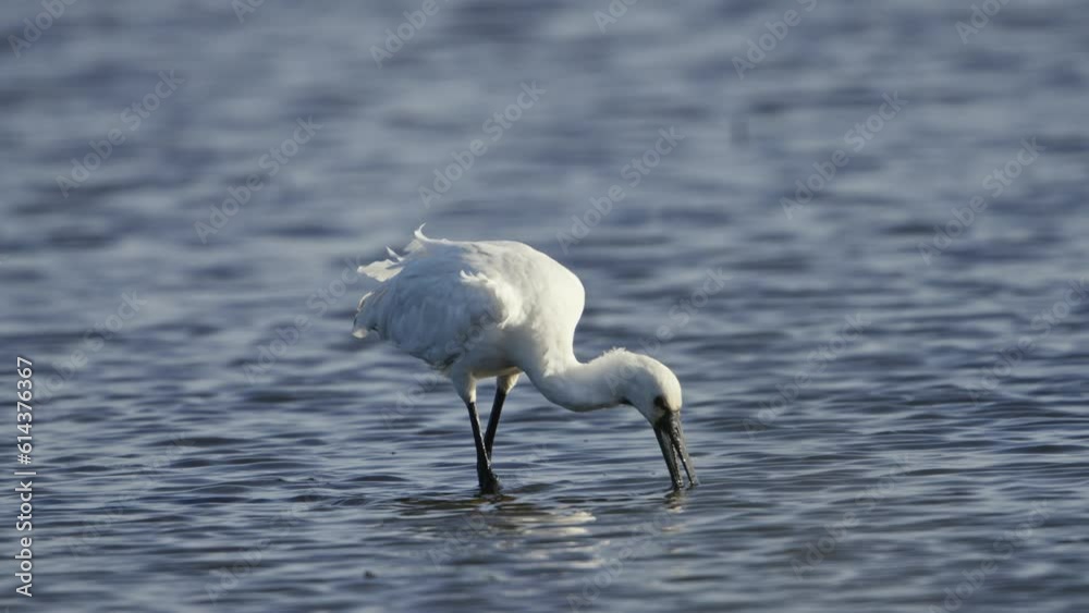 Slow motion shot of Eurasian Spoonbill catching fish out of blue sea at sunset - Tracking shot Slow motion shot of Eurasian Spoonbill catching fish out of blue sea at sunset - Tracking shot