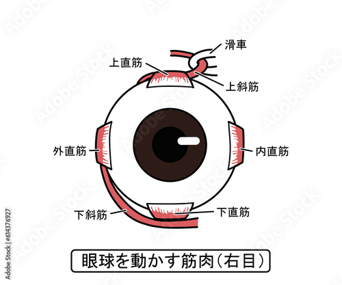 眼球を動かす筋肉 photo