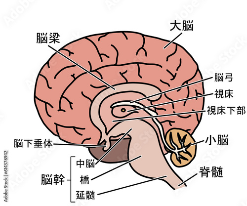 脳の解剖 photo