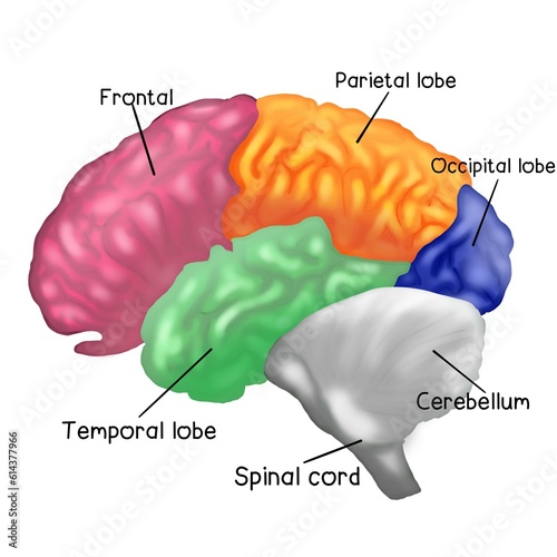 Brains structure 
