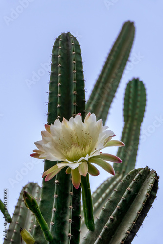 Peruvian apple cactus or Hedge cactus or Cereus hildmannianus in full bloom close up photo