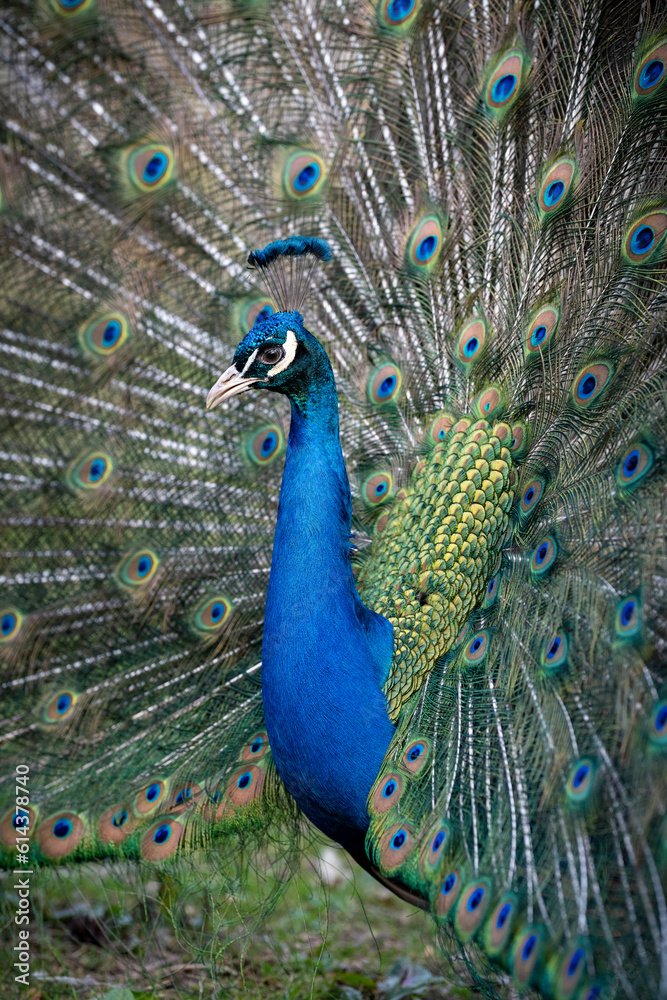 Naklejka premium Proud Colorful Male indian Peacock Portrait with Full Feather Plume open with direct morning sunlight.