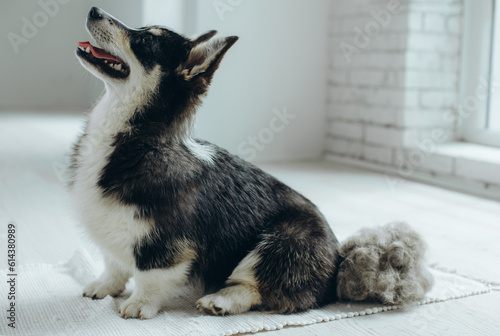 Fototapeta Naklejka Na Ścianę i Meble -  Beautiful Corgi dog with shedding fur lying on the floor. Fluffy doggy and coat shed annually in the spring or fall at home indoors. Hygiene allergy animal care concept.