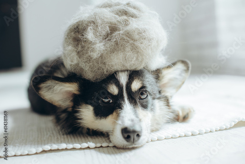 Beautiful Corgi dog with shedding fur lying on the floor. Fluffy doggy and coat shed annually in the spring or fall at home indoors. Hygiene allergy animal care concept.