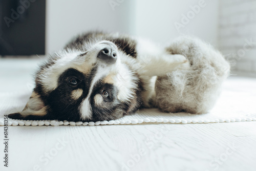 Beautiful Corgi dog with shedding fur lying on the floor. Fluffy doggy and coat shed annually in the spring or fall at home indoors. Hygiene allergy animal care concept.