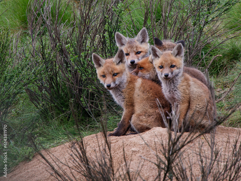 Obraz premium Renardeaux